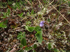 Viola langsdorffii