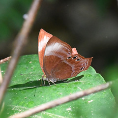 Abisara saturata