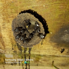 Scaptotrigona bipunctata