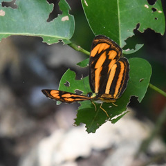 Pantoporia paraka