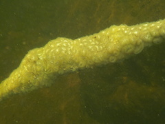 Pectinatella