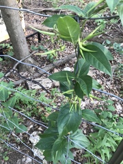 Vincetoxicum rossicum