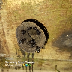 Scaptotrigona bipunctata