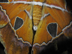 Rothschildia hesperus