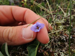 Viola langsdorffii