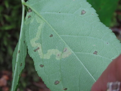 Phytomyza aralivora