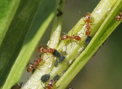 Forelius pruinosus