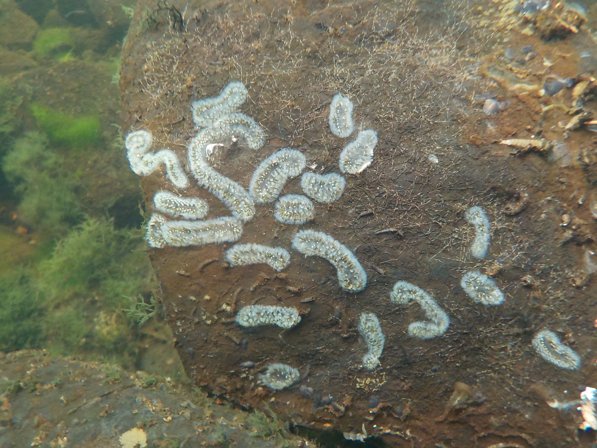 Cristatella mucedo Cuvier, 1798
