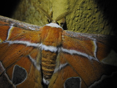 Rothschildia hesperus