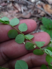 Phyllanthus nummulariifolius