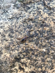 Tanystoma maculicolle