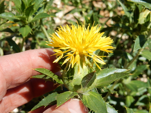 Carthamus tinctorius
