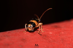 Gynandrobrotica