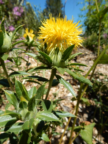 Carthamus tinctorius