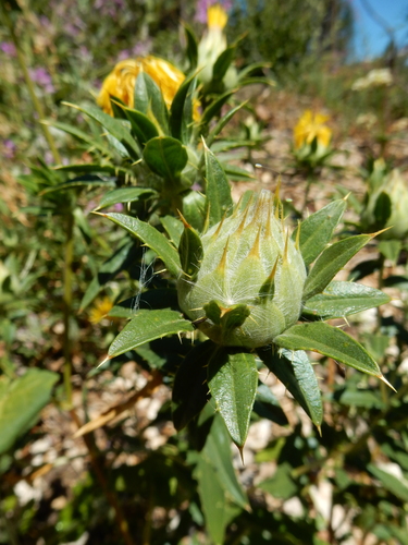 Carthamus tinctorius