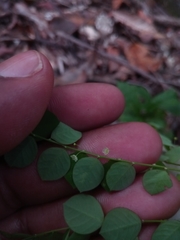 Phyllanthus nummulariifolius