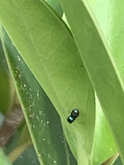 Phintella vittata