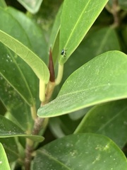 Phintella vittata