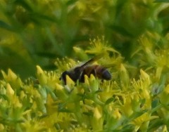 Eristalis
