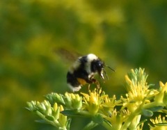 Bombus