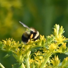 Bombus