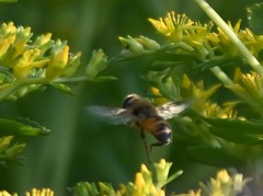 Eristalis tenax