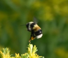 Bombus