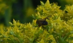 Eristalinae