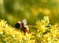 Bombus