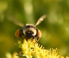 Bombus