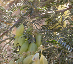 Astragalus asymmetricus