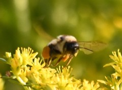 Bombus