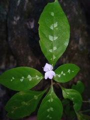 Hypoestes