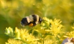 Bombus
