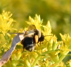Bombus