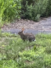 Sylvilagus floridanus
