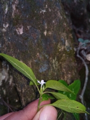 Hypoestes