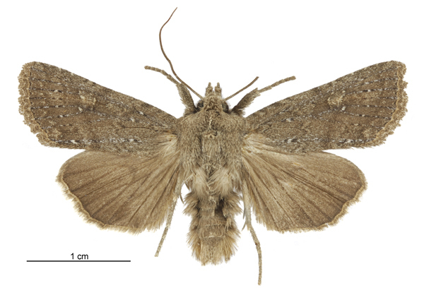 Physetica homoscia