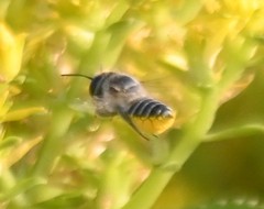 Megachile