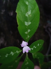 Hypoestes
