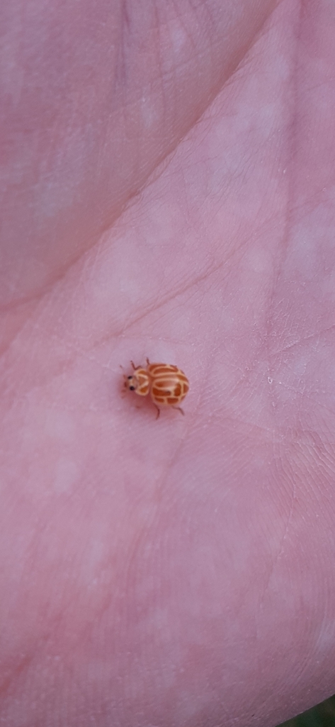 Neocalvia anastomozans