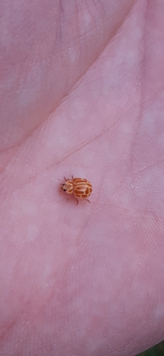 Neocalvia anastomozans
