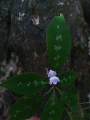 Hypoestes