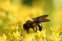 Andrena thoracica