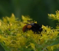 Bombus pyrosoma