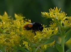 Bombus pyrosoma