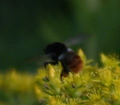 Bombus pyrosoma