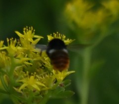 Bombus pyrosoma