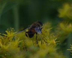 Eristalis tenax