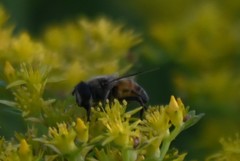 Eristalis tenax